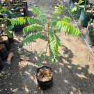20X Seeds Star Fruit (Averrhoa Carambola) Fruit Plant For Your Home Garden OSAM
