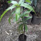 Live Plant Honey Mango fruit tree seedling Fruit Plant For Your Home Garden OSAM