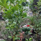 Live Calamansi (Kalamansi/Calamondin) Fruit Plant For Your Home Garden OSAM