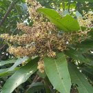 Live Plant Palmer Mango (Mangifera Indica) Fruit Plant For Your Home Garden OSAM