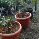 Live Plant Calamansi Kalamansi Calamondin Citrus Fruit For Your Home Garden OSAM