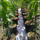 Live Plant Francis heart Mango (Mangifera) Fruit plant For Your Home Garden OSAM