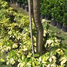 20X Seeds Dwarf Umbrella Tree Schefflera arboricola Variegated Flower Home OSAM