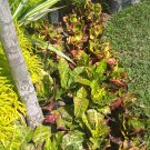 Live Plant Petra Croton Plants Flower Plant For Your Home Garden OSAM