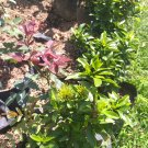 Live Plant Ixora Chinensis Dwarf Orange Flower Plant For Your Home Garden OSAM