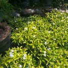 10X Seeds Tabernaemontana divaricata Crepe Jasmine Plant For Home Garden OSAM