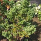 100X Seeds Hinoki Cypress Chamaecyparis obtusa Plant Tree For Home Garden OSAM