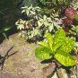 Live Plant Croton Goldust Live Plant Croton Tree For Home Garden OSAM