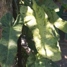 Live Plant Philodendron Paraiso Verde Flower Live Plant For Home Garden OSAM