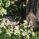 Cutting Gold Dust Aucuba Shrub Cuttings to Root Plant For Home Garden OSAM