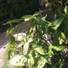 Live Plant Syngonium podophyllum arrowhead Flower Plant For Home Garden OSAM