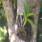 Live Plant Orchid clone Cattleya epidendrum hybrid Flower For Home Garden OSAM