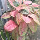 Live Plant Aglaonema Harleyqueen Plant Flower For Home Garden OSAM
