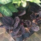 Live Plant Calathea Dottie Black and Pink Plant Flower For Your Home Garden OSAM