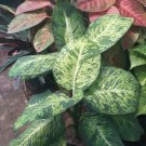 Live Plant Aglaonema Green Papuma Variegated Flower For Your Home Garden OSAM
