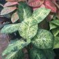 Live Plant Aglaonema Green Papuma Variegated Flower For Your Home Garden OSAM