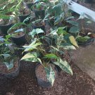Live Plant Syngonium albo variegated Flower Plant For Your Home Plant OSAM