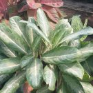 Live Plant Aglaonema (Chinese Evergreen) Flower Plant For Your Home Garden OSAM