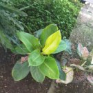 Live Plant Philodendron Lemon Lime Flower Live Plant For Your Home Garden OSAM