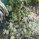 Live Plant Ficus Triangularis Flower Live Plant For Your Home Garden OSAM