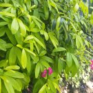 20X Seeds Dwarf umbrella tree 'Schefflera arboricola' For Your Home Garden OSAM