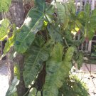 Live Plant Philodendron parasio verde Plant Garden For Your Home Garden OSAM