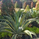 Live Plant Agave Desmettiana Variegata Succulent Plant For Your Home Garden OSAM