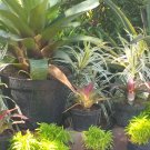 Live PlantImperial Bromeliad Flower Plant For Your Home Garden OSAM