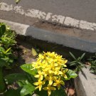 Live Plant Ixora Maui Yellow Flower Live Plant For Your Home Garden OSAM