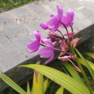 Live Plant Ground Orchids Spathoglottis Purple Flower For Your Home Garden OSAM