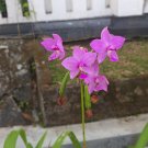 Live Plant Spathoglottis plicata Purple Flower Plant For Your Home Garden OSAM