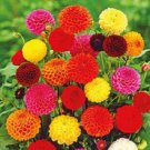 10X Seeds DAHLIA POMPON Mix Flower Seeds Plant For Your Home Garden
