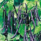 3X Seeds PURPLE QUEEN Dwarf Bean Vegetable Seeds Plant For Your Home Garden