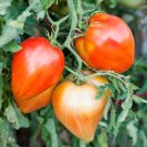 15X Seeds OXHEART TOMATO Fruit Vegetable Seeds Plant For Your Home Garden