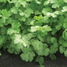25X Seeds Coriander Slow bolt Vegetable Seeds Plant For Your Home Garden