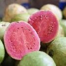 5X Seeds PHAWAIIAN PINK GUAVA Fruit Seeds Plant For Your Home Garden