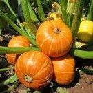 3X Seeds Pumpkin GOLDEN NUGGET Vegetable Seeds Plant For Your Home Garden