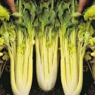200X Seeds GOLDEN CELERY Vegetable Seeds Plant For Your Home Garden