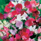 5X Seeds SWEET PEA GALAXY Mixed Flower Seeds Plant For Your Home Garden