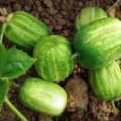 3X Seeds RICHMOND GREEN Apple Cucumber Vegetable Seeds Plant For Your Home Garden