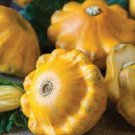 3X Seeds Green and Yellow Button Squash Vegetable Seeds Plant For Your Home Garden