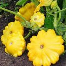 3X Seeds Summer Squash Yellow Scallop Vegetable Seeds Plant For Your Home Garden