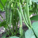 5gm Seeds SNAP BEAN Dwarf Bean Vegetable Seeds Plant For Your Home Garden