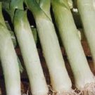 50X Seeds CARENTEN LEEK Vegetable Seeds Plant For Your Home Garden