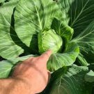 10X Seeds CABBAGE MINI Vegetable Seeds Plant For Your Home Garden