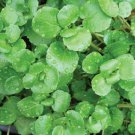 100X Seeds Aqua Watercress Herb Vegetable Seeds Plant For Your Home Garden