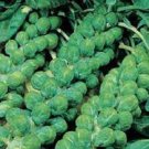 50X Seeds BRUSSELS SPROUTS EVESHAM Vegetable Seeds Plant For Your Home Garden