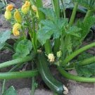 5X Seeds ZUCCHINI BLACK JACK Vegetable Seeds Plant For Your Home Garden