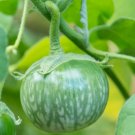 5X Seeds Eggplant Seeds Thai Cherry Round Vegetable Seeds Plant For Your Home Garden