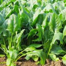 50X Seeds green leaf vegetable SPINACH Vegetable Seeds Plant For Your Home Garden